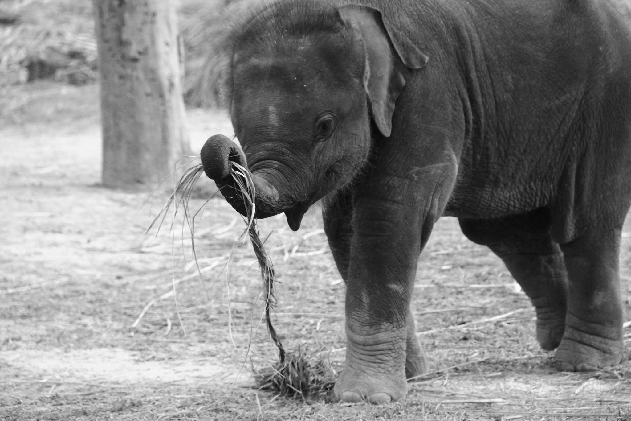 Nepal Tours for Wildlife Photography