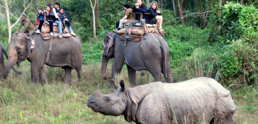Nepal Tour at Chitwan National Park: Capture the Best of Wildlife and Nature