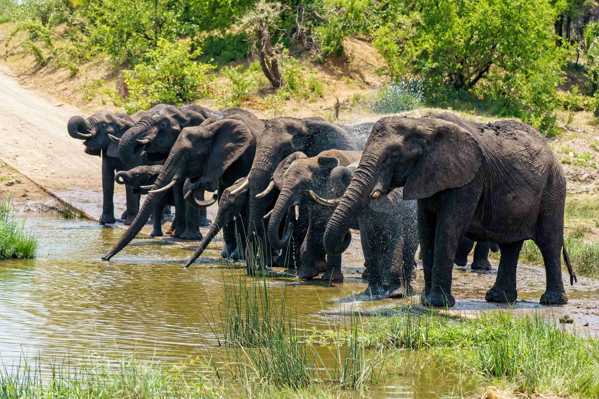 Wildlife in Nepal