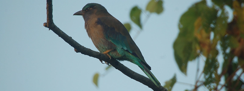 bird watching tour in Nepal