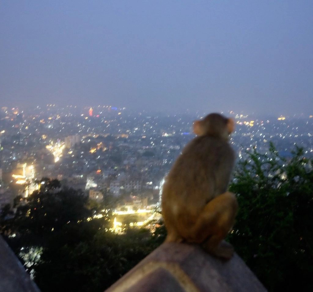monkey looking kathmandu