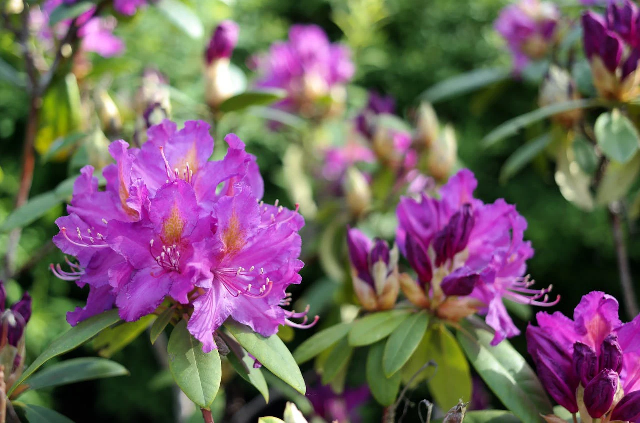 rhododendron trails of Nepal
