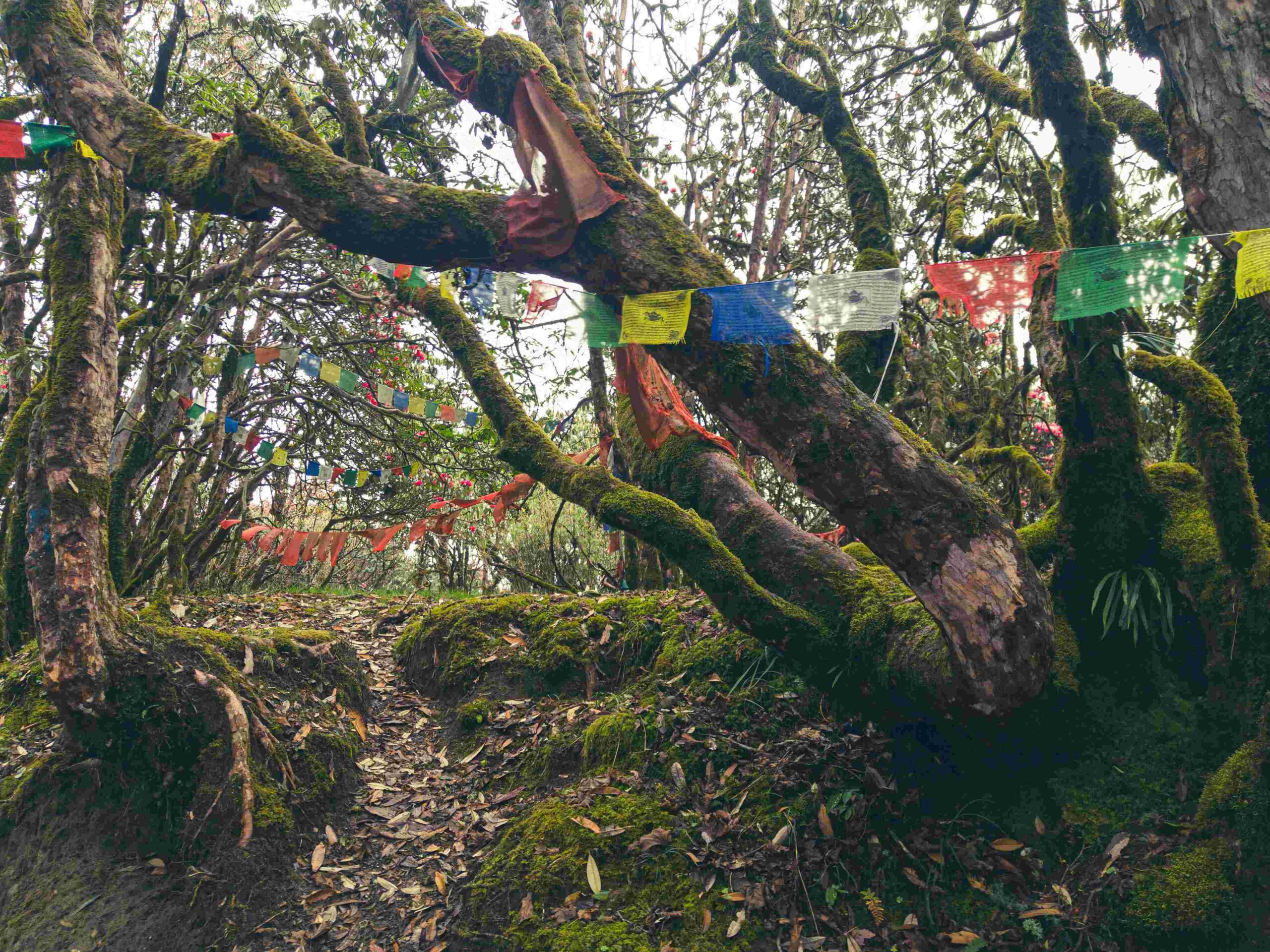 Forest trail on the Mardi Himal Trek